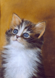 Chaton Pastel de Suzanne DENEFFE, de Champion (Belgique) Mdaille d'or internationale de l' A.E.A.